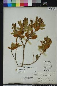 Lyonia ferruginea image