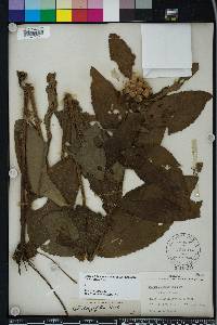 Pluchea longifolia image