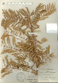 Acacia sphaerocephala image