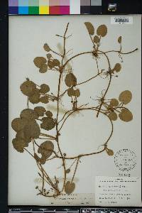 Centella asiatica image