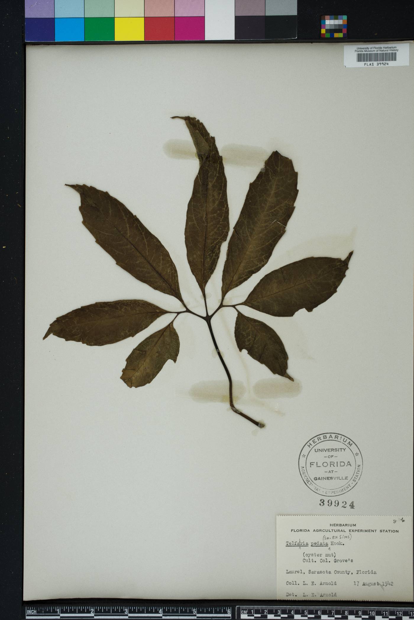 Telfairia image