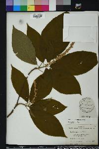 Clethra acuminata image