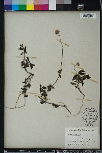 Tridax procumbens image