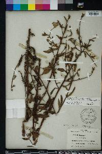 Oenothera nutans image