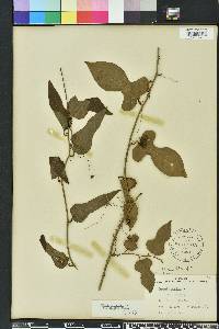 Smilax tamnoides image