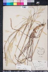 Andropogon ternarius image