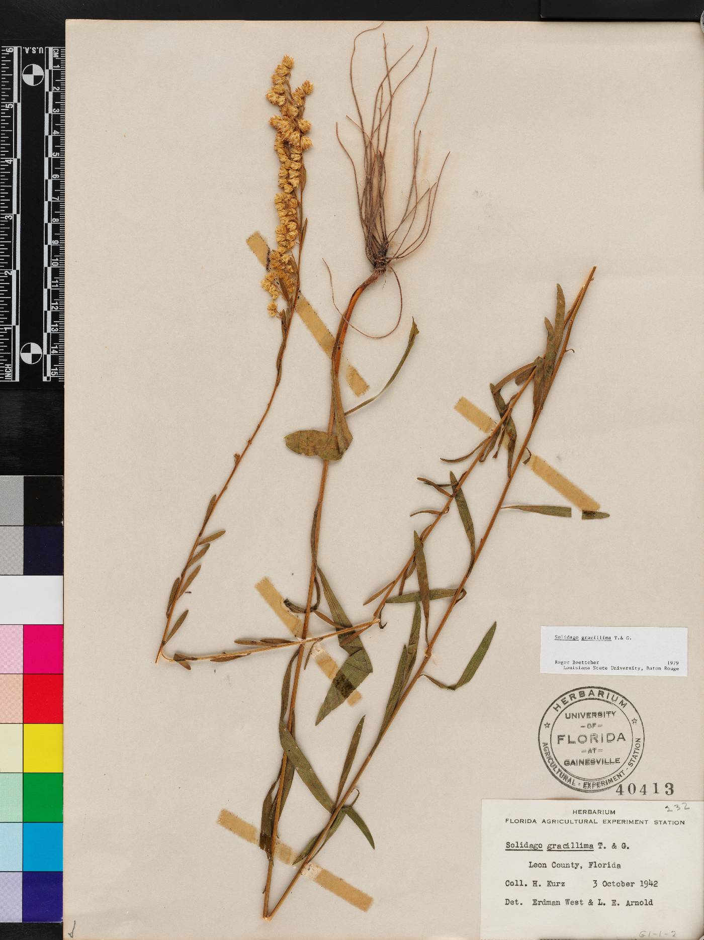 Solidago gracillima image