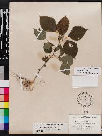 Acalypha setosa image