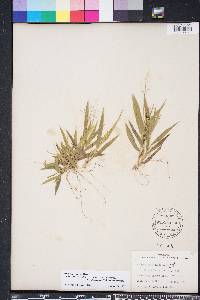 Dichanthelium strigosum var. glabrescens image