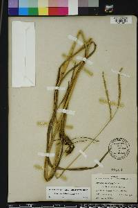 Paspalum floridanum image