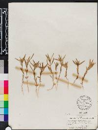 Collomia linearis image