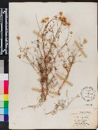 Gilia achilleifolia image