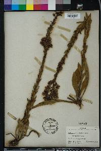 Carphephorus paniculatus image