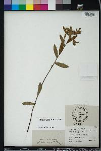 Pluchea baccharis image