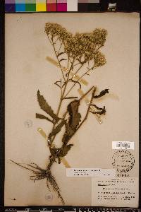 Eupatorium album image