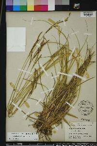 Paspalum plicatulum image