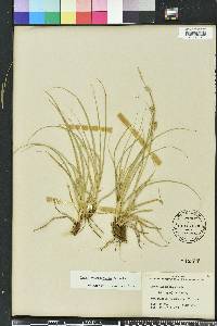 Carex cherokeensis image