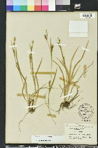 Carex striatula image