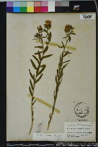 Lithospermum caroliniense image