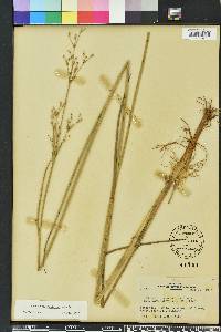 Juncus trigonocarpus image