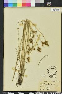 Juncus scirpoides image