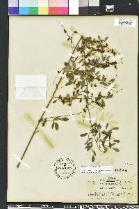 Indigofera caroliniana image