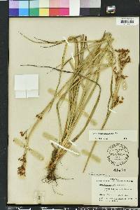 Rhynchospora megalocarpa image