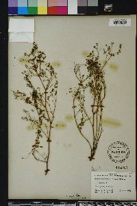 Chamaesyce hyssopifolia image