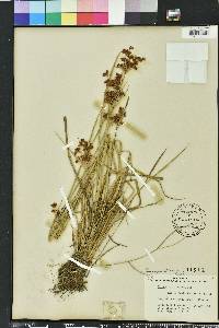 Rhynchospora microcarpa image