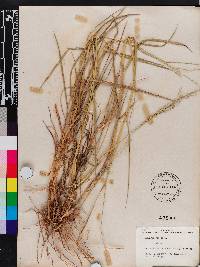 Panicum repens image