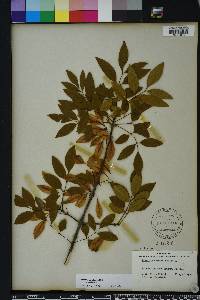 Fraxinus caroliniana image