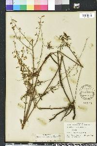 Desmodium strictum image