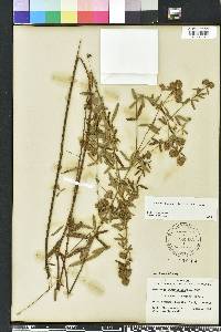 Lespedeza angustifolia image