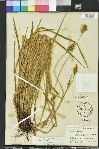 Scleria reticularis image