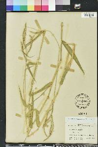 Urochloa mosambicensis image