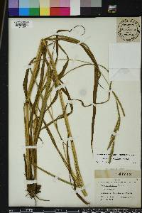 Paspalum urvillei image