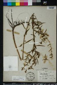 Ludwigia sphaerocarpa image