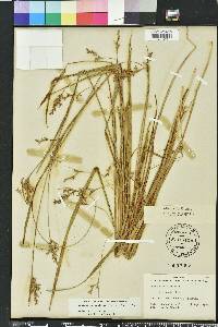 Scleria reticularis image