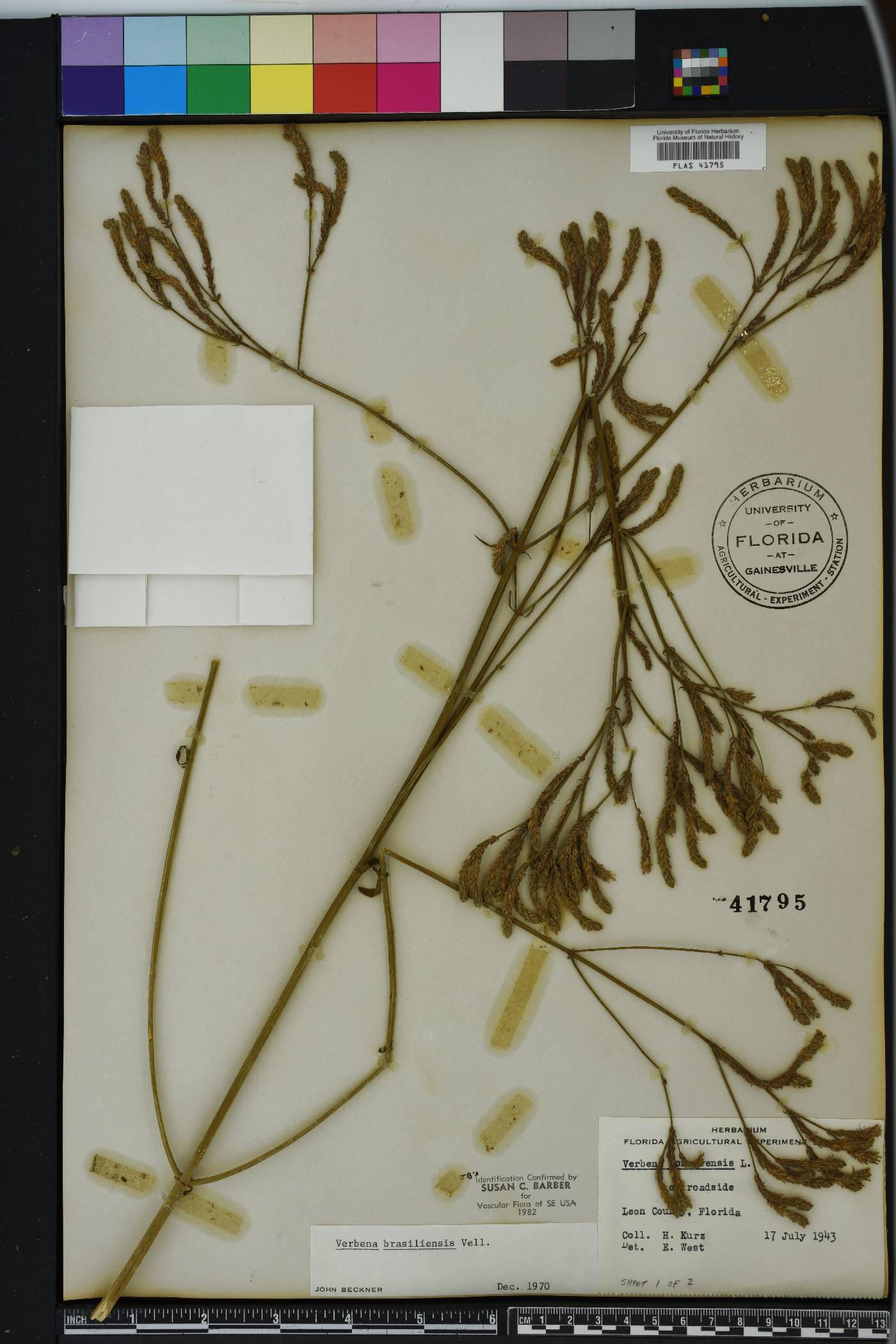 Verbena brasiliensis image