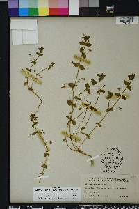 Lysimachia arvensis image