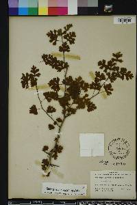 Crataegus marshallii image