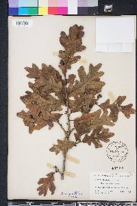 Quercus margarettae image