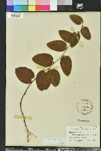 Smilax pumila image