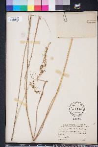 Sorghastrum elliottii image