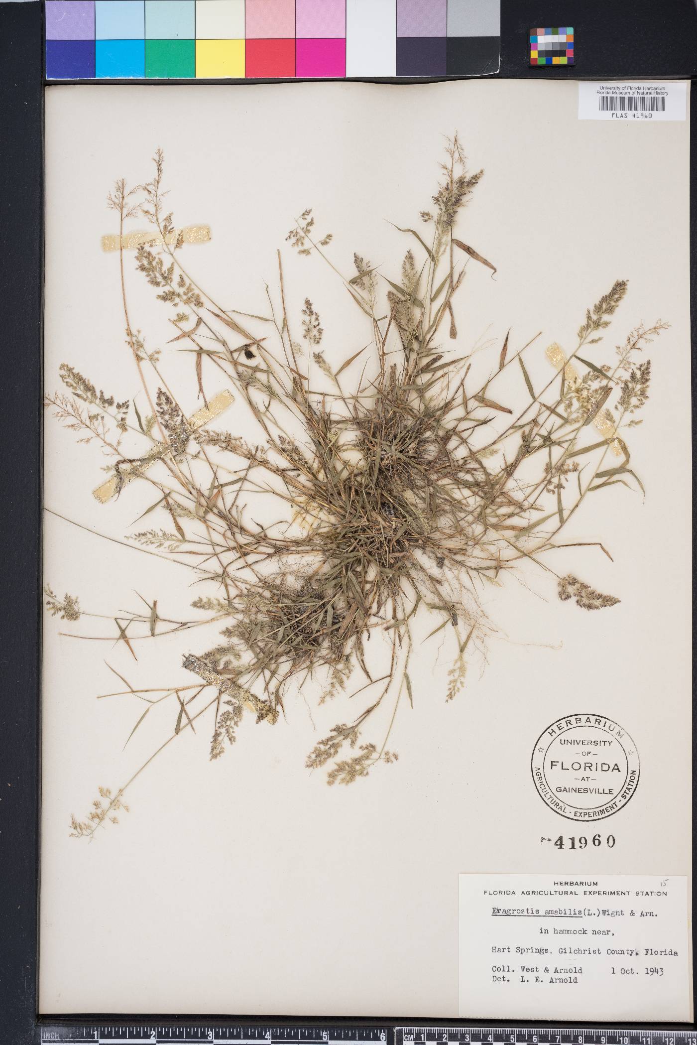 Eragrostis amabilis image