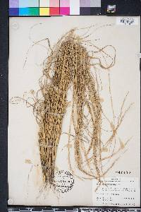 Aristida purpurascens image