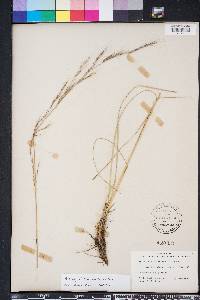 Aristida rhizomophora image