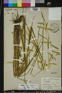 Paspalum praecox image