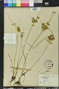 Cyperus surinamensis image