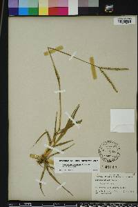 Paspalum notatum image